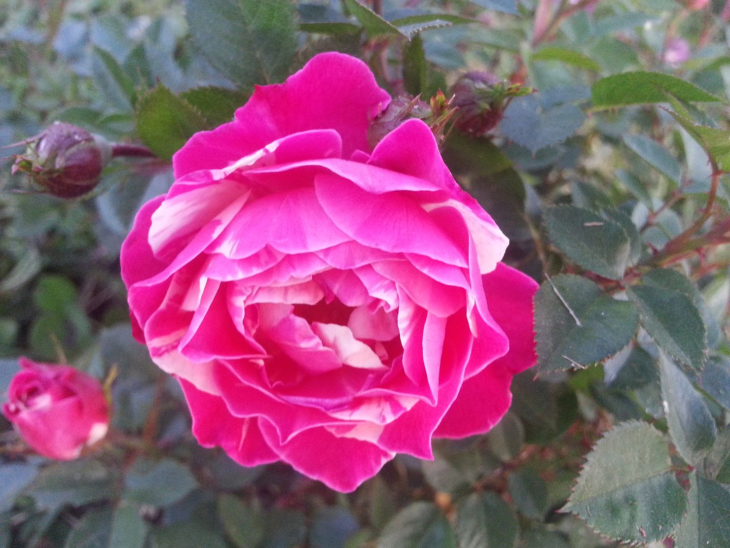 fiesta photo 20130528_203653_zpse234997d.jpg